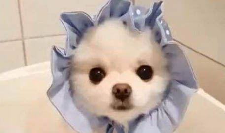 博美犬價格多少錢一只