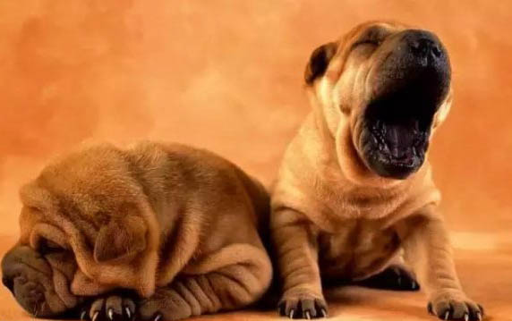 巴吉度犬為什么突然不愛吃東西？