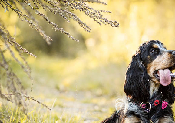 英國(guó)可卡犬干咳的原因及處理方法