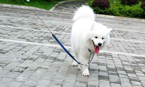 狗狗狂犬病的早期癥狀