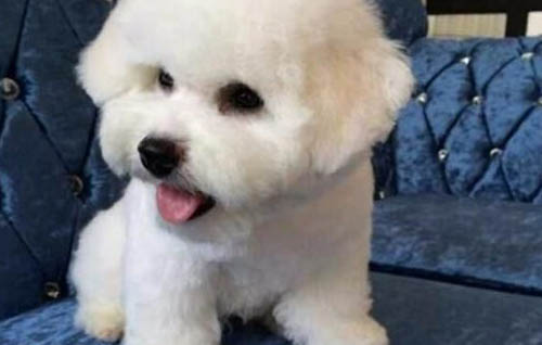 怎么看狗牙齒判斷年齡