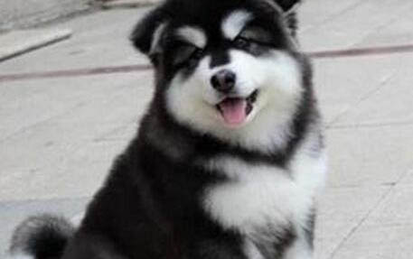阿拉斯加犬毛色變淡