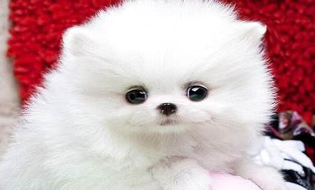 養博美犬狗第一天應該注意什么？