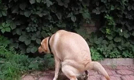 狗狗懷孕多久下奶