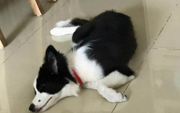 邊牧丟了一般會躲哪里