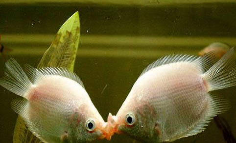 觀賞魚熱帶魚可以吃嗎