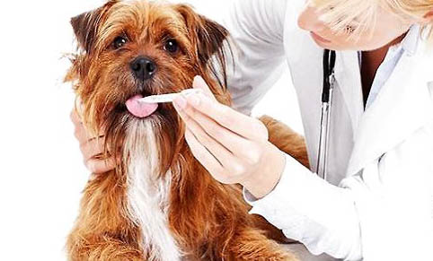 狗狗嘔吐停止后多久可以喝水