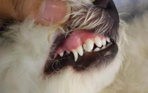 狗狗去淚痕最快最有效的方法是什么