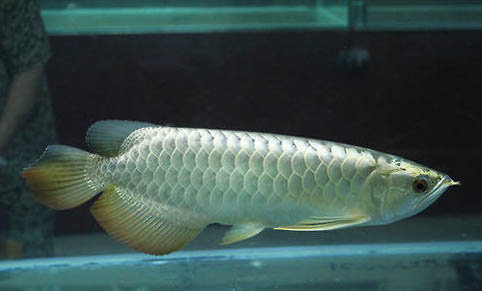 養銀龍魚需要24小時開燈嗎