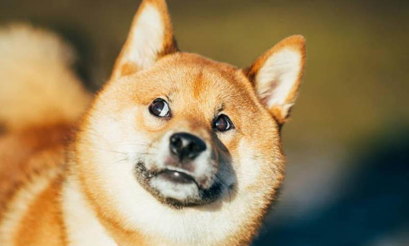 狗狗能不能吃軟籽石榴