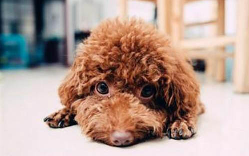 慶大霉素能治犬腸炎