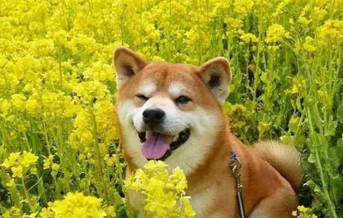 狗狗蹭屁股怎么回事