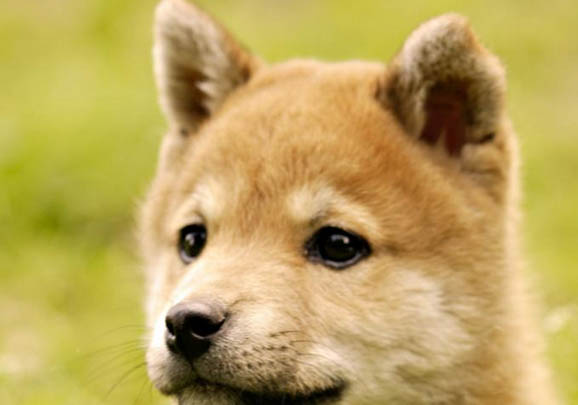 秋田犬和柴犬哪個好養(yǎng)
