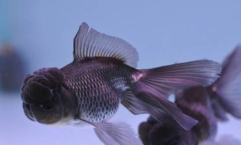 金魚種類大全