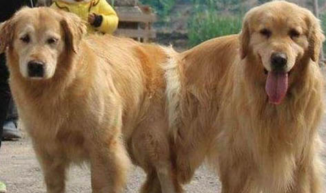 狗狗需要每年打狂犬疫苗嗎