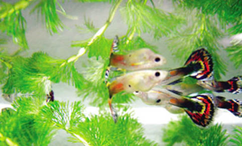 孔雀魚沉底不愛動的原因