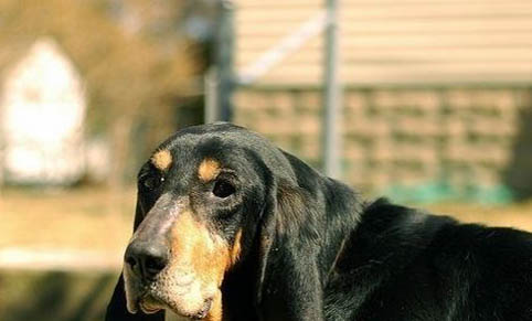 狗狗得狂犬病毒能活多久