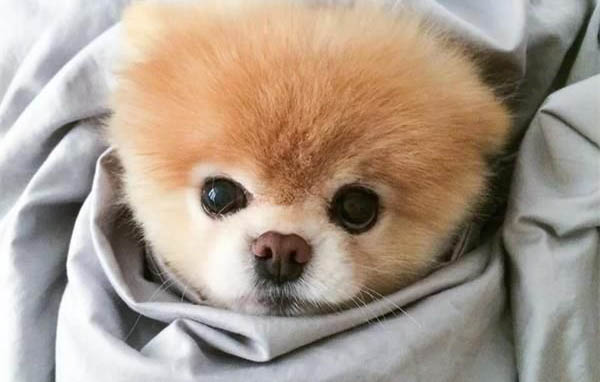 博美狗狗老是咳嗽卡卡要吐