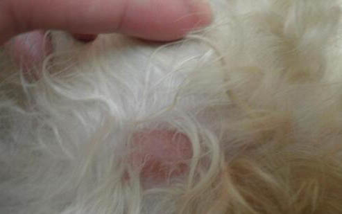 大煙熬水可治狗狗細小病毒嗎