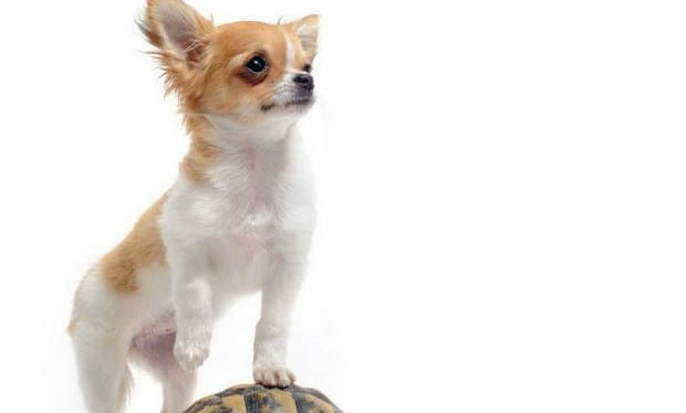 狗狗犬瘟多久能好
