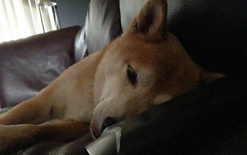 狗狗為什么掉牙