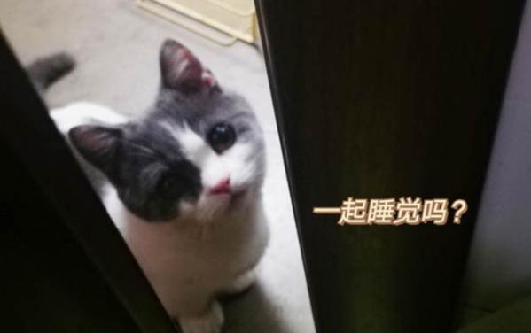 小貓多久會(huì)忘記貓媽媽