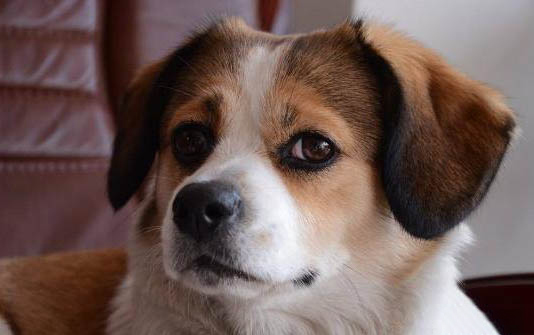 狗狗訓練、拉布拉多犬機械刺激訓練法介紹