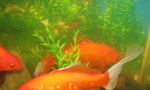 成吉思汗魚長多大