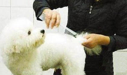 如何教狗狗上廁所教程