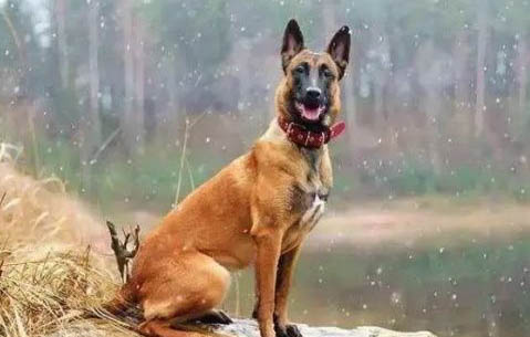 馬犬生產過程要多久