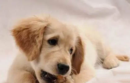 犬瘟期間多久能恢復好