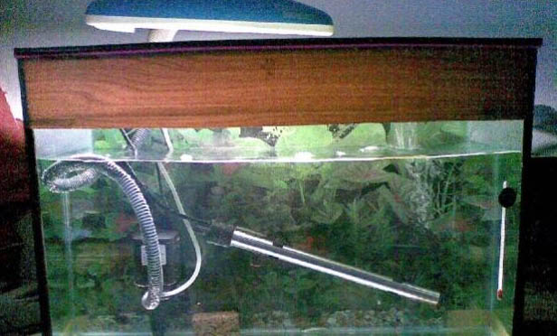 燈魚溫度多少合適