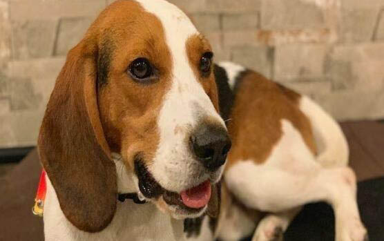  比格犬介紹