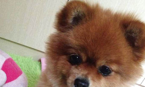 如何訓練狗狗不亂叫？