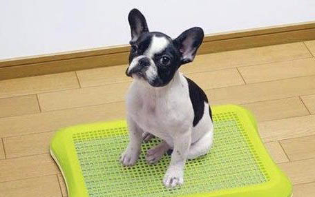 金毛犬多大開始訓練好