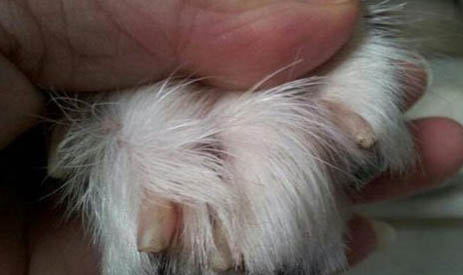 怎么給蘇格蘭牧羊犬剪指甲