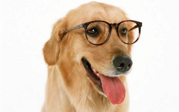 狗狗懷孕幾個月生小狗