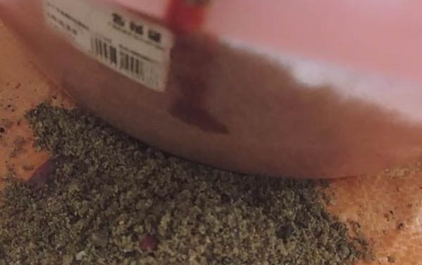 貓咪被踩一腳大概多久能好
