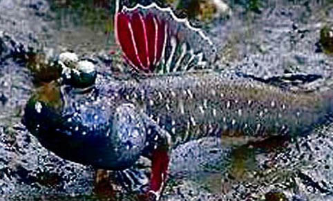 海南六角龍魚幾天換水一次