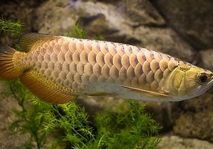給七彩神仙魚喂食喂多少