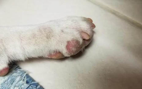 貓咪脫水多久才會死