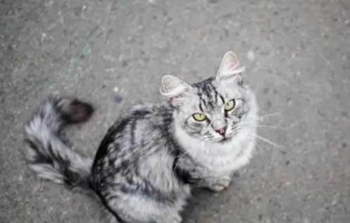 虎斑貓猝死的原因