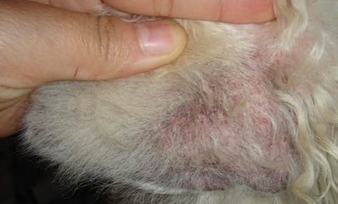 薩摩耶犬價(jià)格多少錢(qián)一只