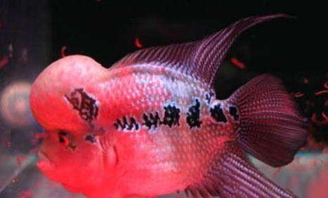 羅漢魚多少度合適