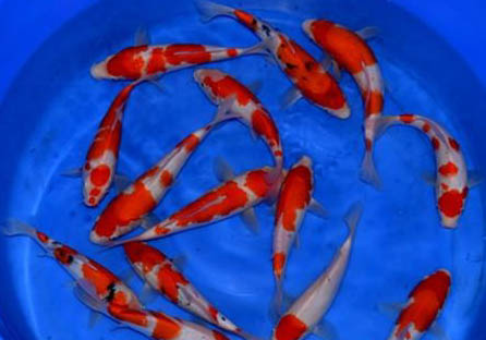 錦鯉魚(yú)鱗掉了還能長(zhǎng)出來(lái)嗎