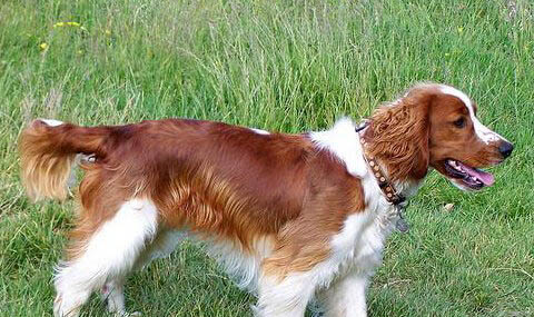 田野小獵犬有炎癥不愛喝水
