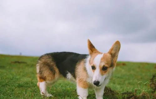 柯基和柴犬哪個貴