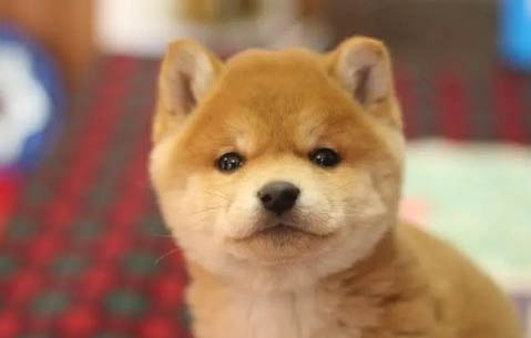 柴犬好不好養(yǎng)呢?