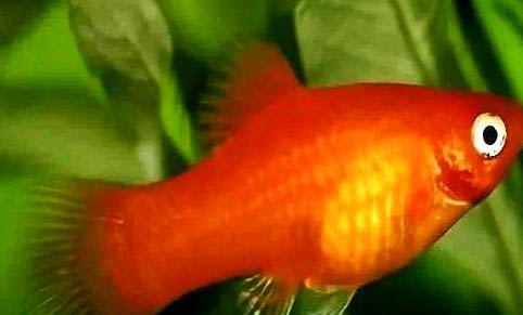 月光魚多久能長大？