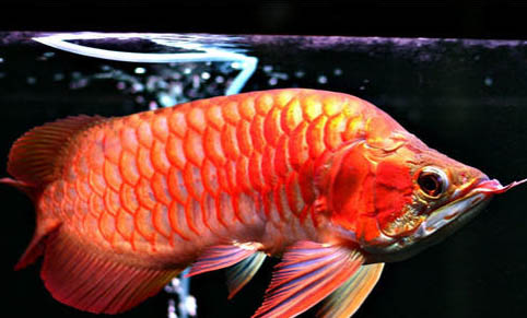 適合與銀龍魚或斗魚混養(yǎng)的魚類
